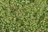 Trifolium campestre