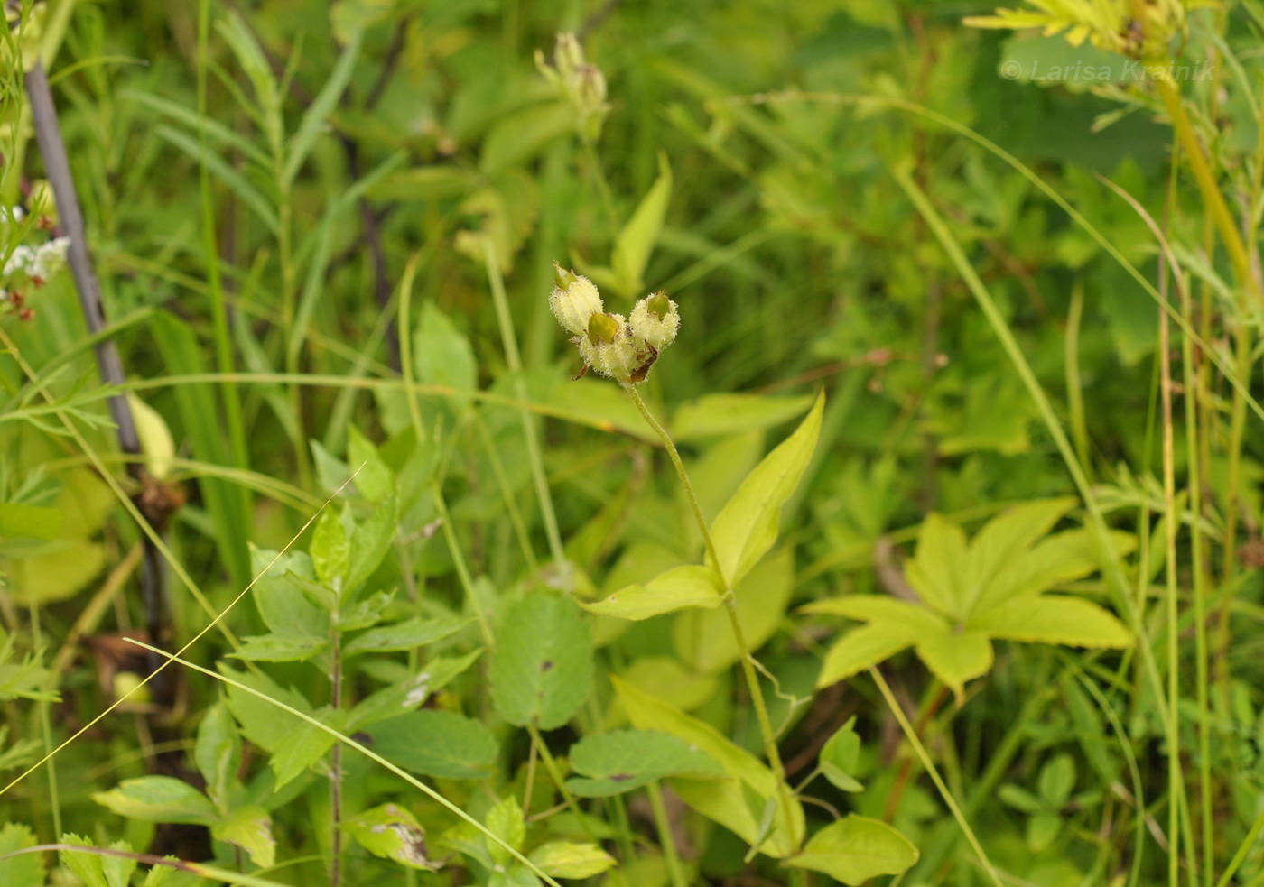 Image of Lychnis fulgens specimen.