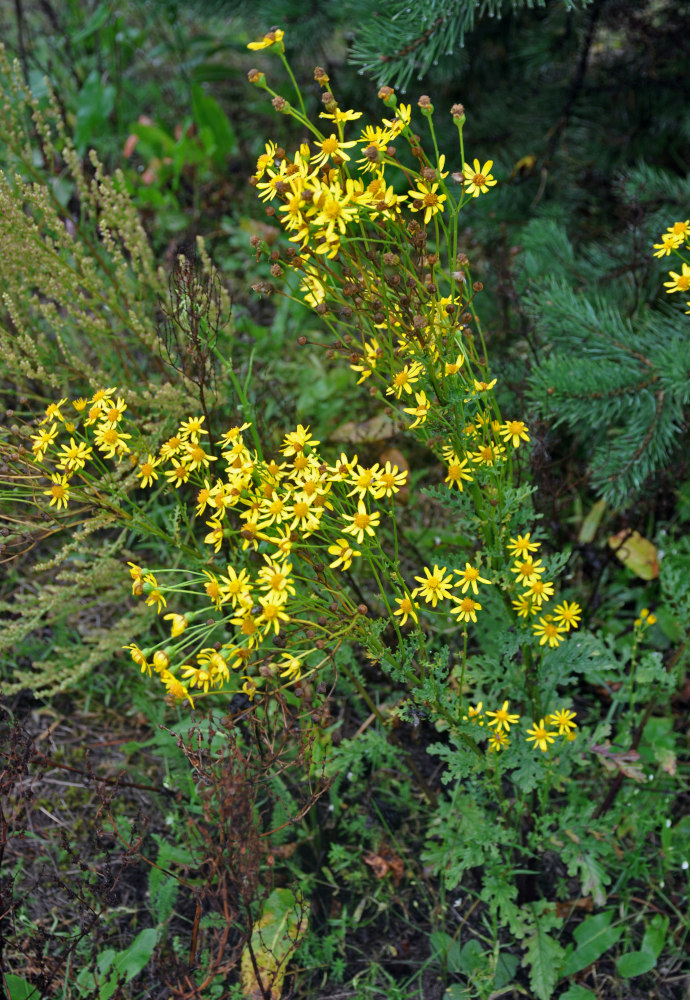 Изображение особи Senecio jacobaea.