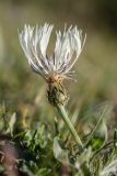 Centaurea cheiranthifolia. Верхушка побега с соцветием. Кабардино-Балкария, Эльбрусский р-н, долина р. Сылтрансу, ≈ 2200 м н.у.м., субальпийский луг. 05.08.2019.