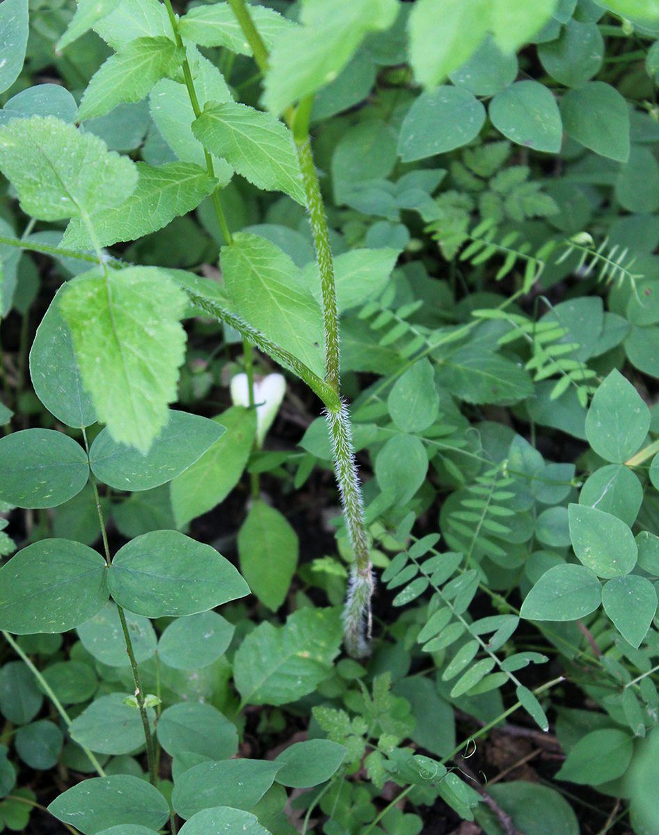 Image of Heracleum chorodanum specimen.
