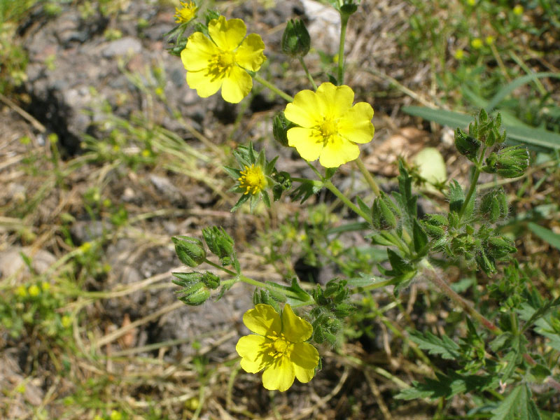 Image of Potentilla pedata specimen.