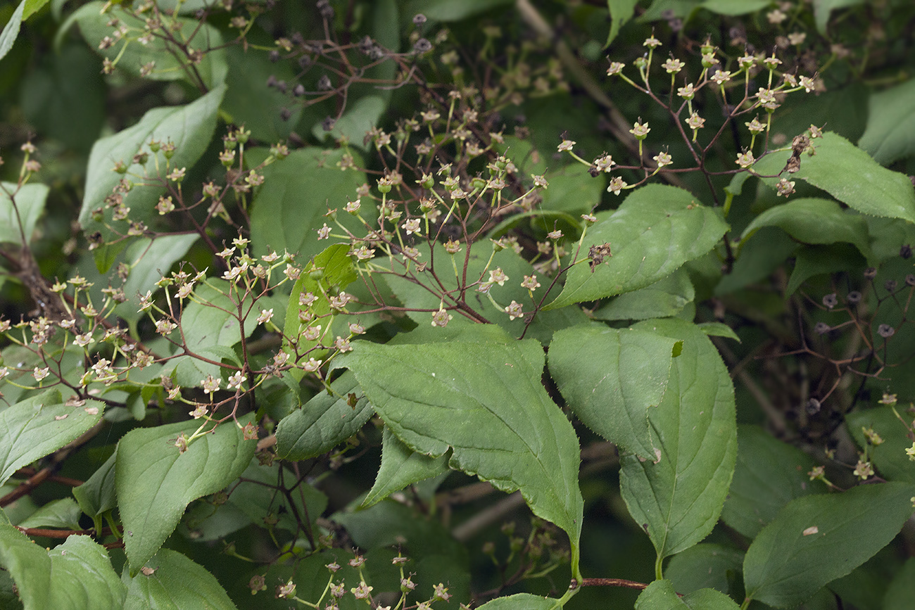 Изображение особи Deutzia glabrata.