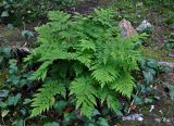 Dryopteris expansa. Взрослое растение. Башкирия, Белорецкий р-н, гора Большой Иремель, ≈ 1000 м н.у.м., каменистый участок склона на опушке смешанного леса. 30.07.2019.