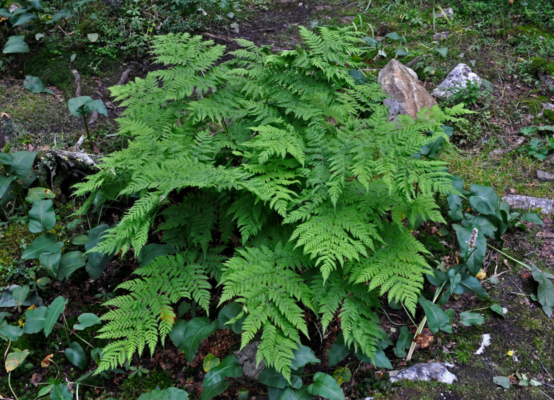 Image of Dryopteris expansa specimen.