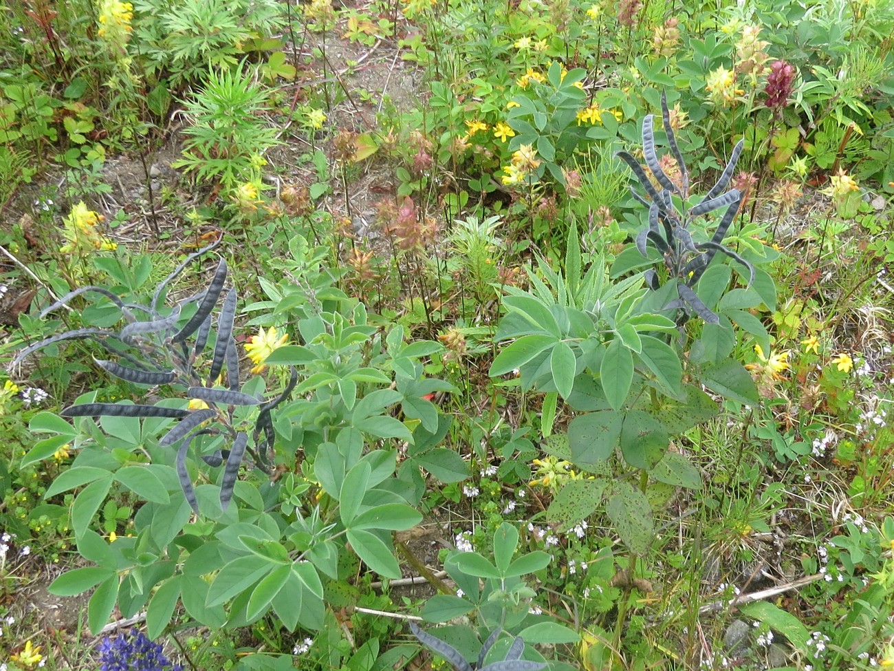 Image of Thermopsis lupinoides specimen.