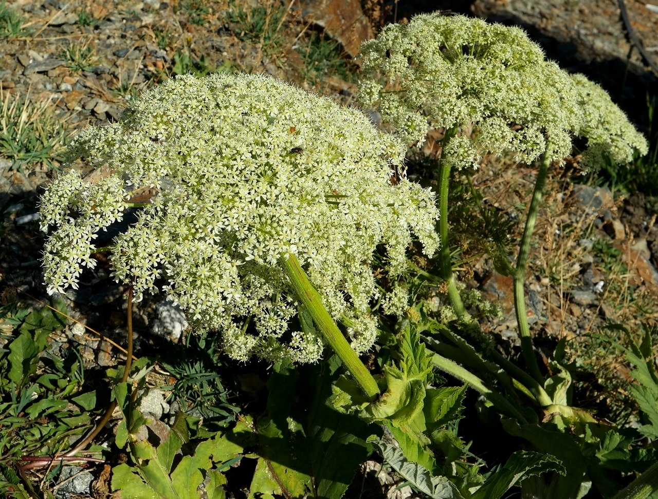 Изображение особи Heracleum leskovii.