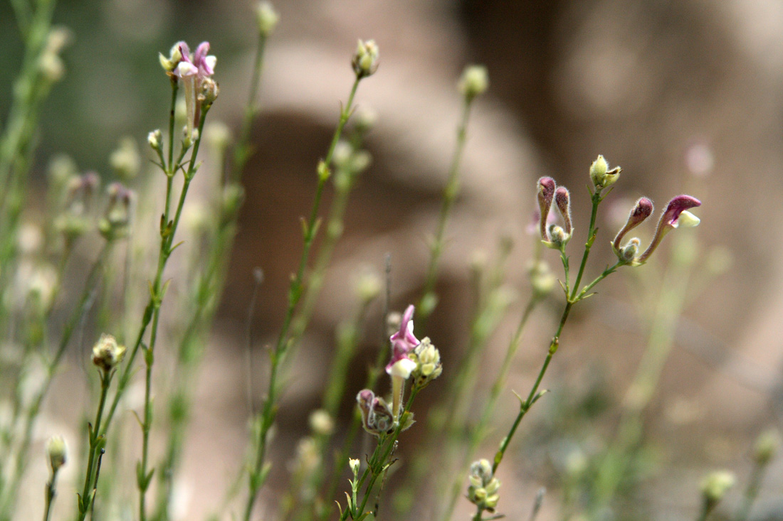 Image of Scutellaria ramosissima specimen.