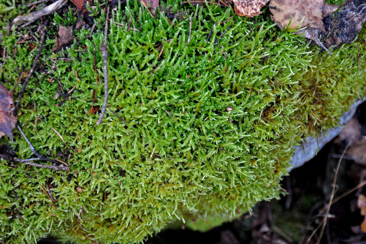 Image of division Bryophyta specimen.