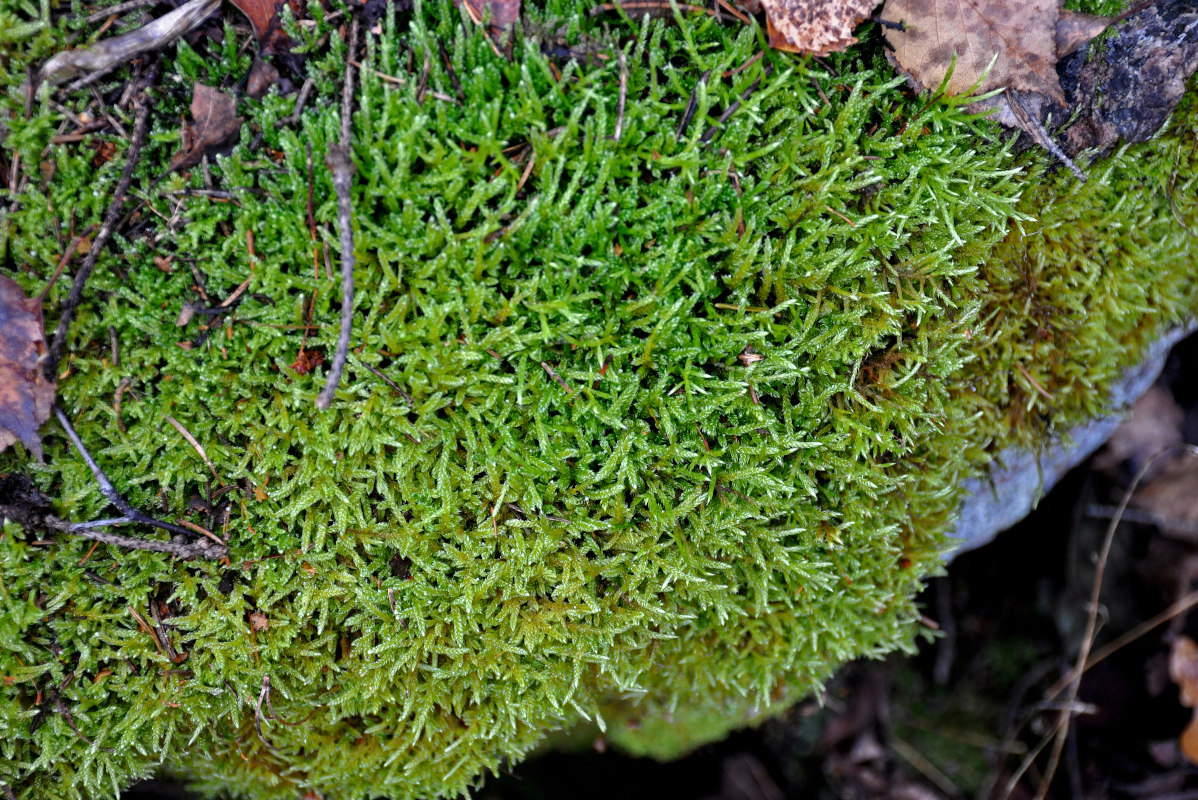 Изображение особи отдел Bryophyta.