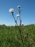 Gypsophila cephalotes. Верхушка цветущего растения. Казахстан, Западный Алтай, горы Таловка (Собачьи Горы) у пер. Седло в окр. с. Солдатово, ≈ 1550 м н.у.м., лугово-кустарниковое сообщество на вершине сопки. 28 июня 2019 г.