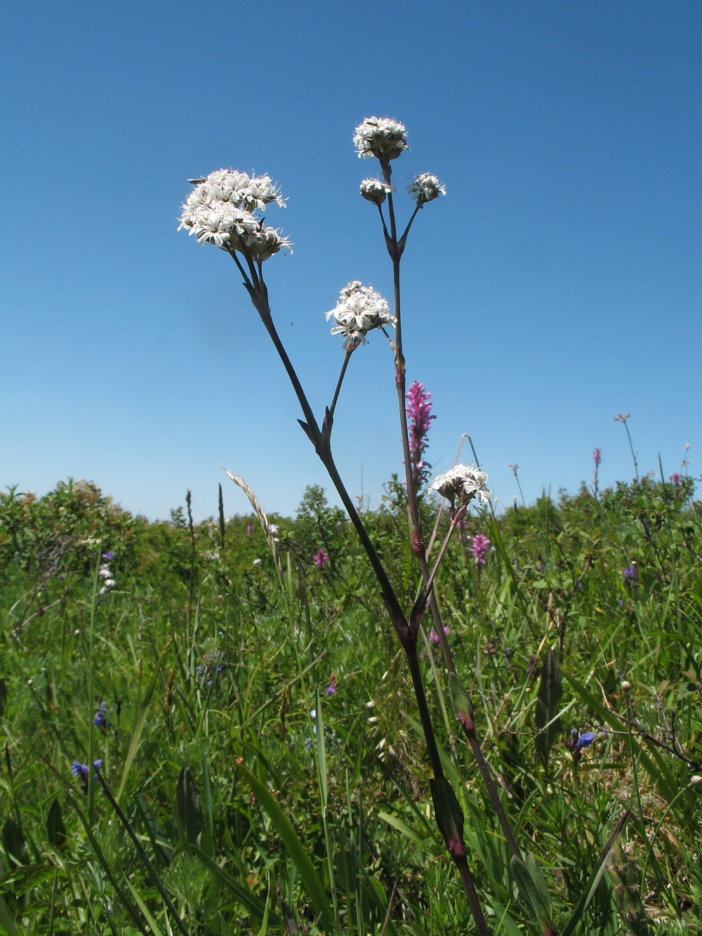 Изображение особи Gypsophila cephalotes.