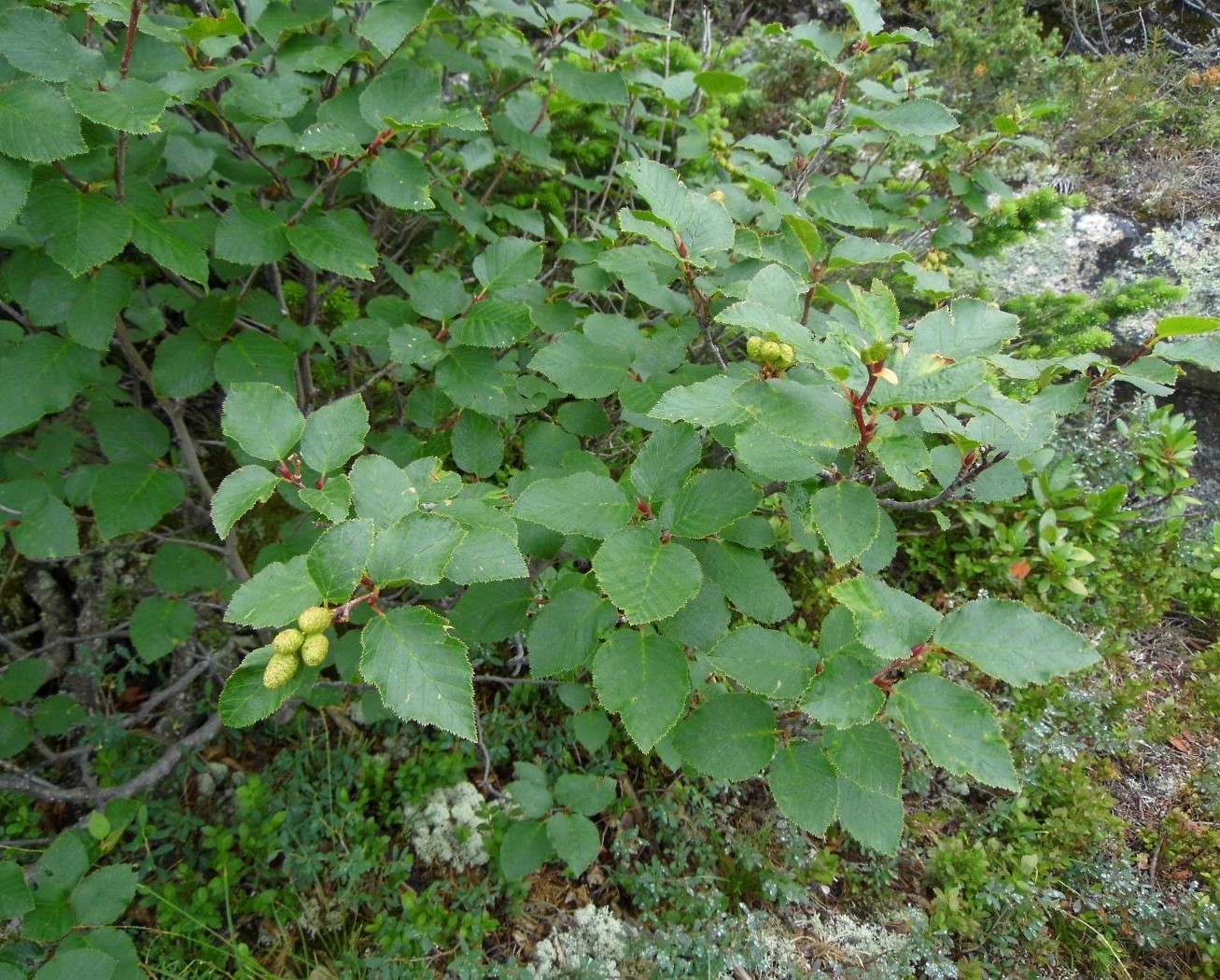 Image of Duschekia fruticosa specimen.