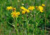 Crepis biennis. Верхушки побегов с соцветиями. Сербия, национальный парк Тара, плоскогорье Равна Тара, луг. 08.07.2019.