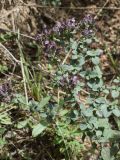 Origanum vulgare. Верхушка растения с соцветиями. Испания, автономное сообщество Каталония, провинция Барселона, комарка Осона, муниципалитет Виланова-де-Сау, окр. водохранилища Сау, канава вдоль горной дороги. 15.09.2019.