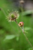 Geum rivale. Верхушка побега с плодом. Карельский перешеек, окр. Сертолово, на берегу лесного ручья. 26.06.2019.