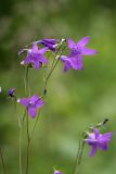 Campanula patula