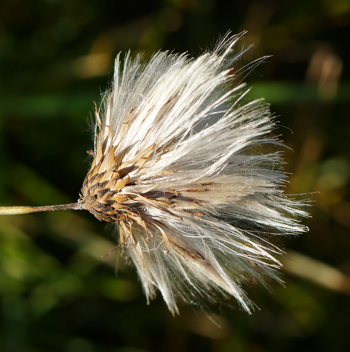 Изображение особи Cirsium setosum.