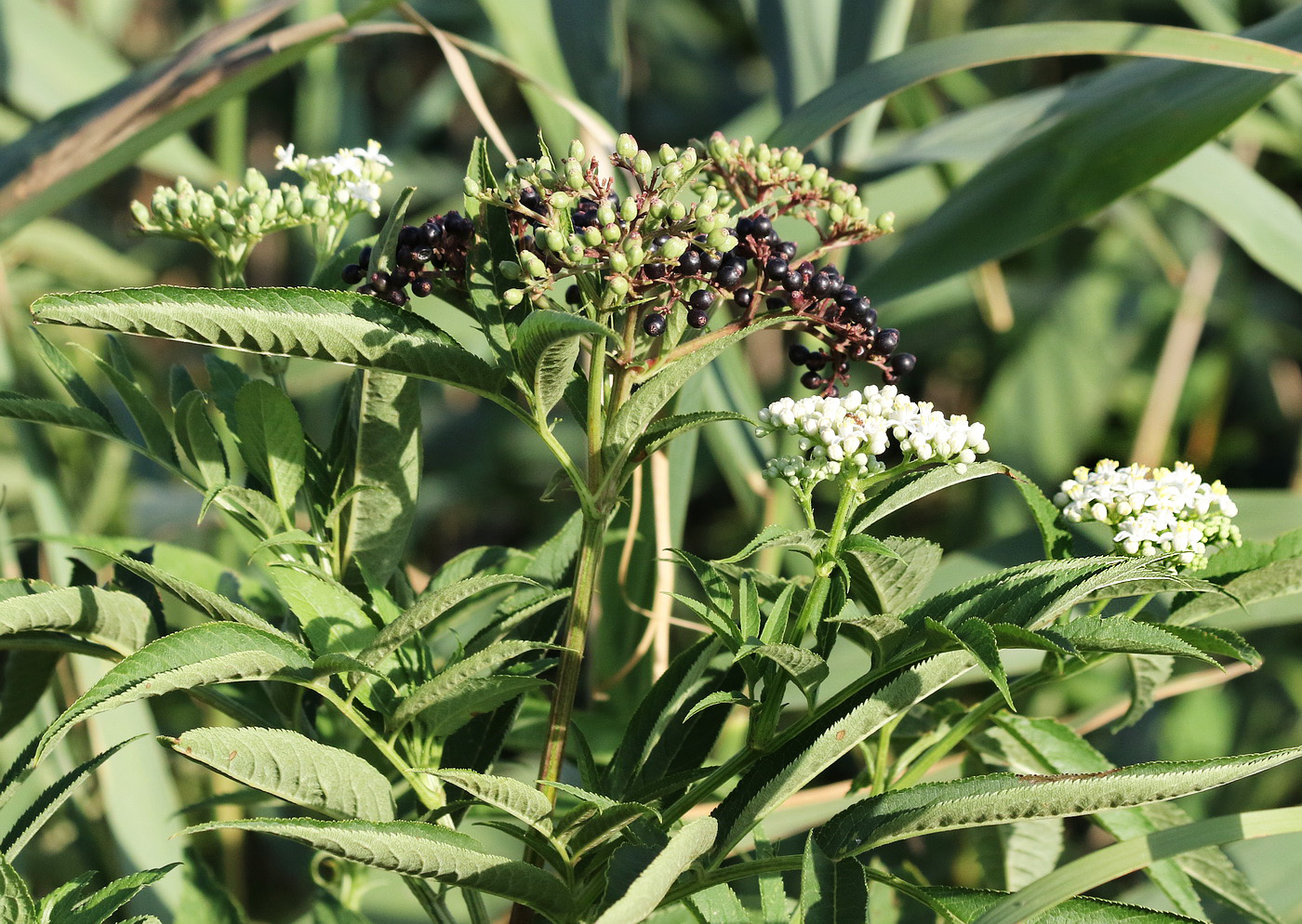 Изображение особи Sambucus ebulus.