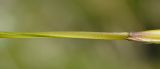 Stipa lithophila