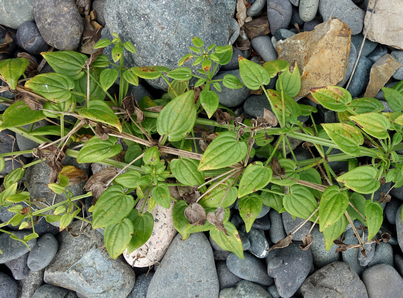 Image of Rubia cordifolia specimen.