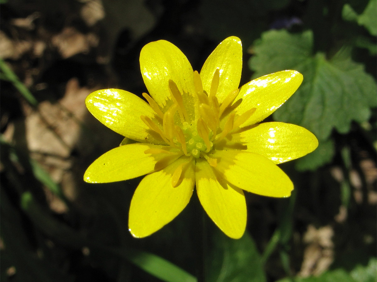 Image of Ficaria verna specimen.