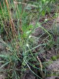 Tragopogon ucrainicus