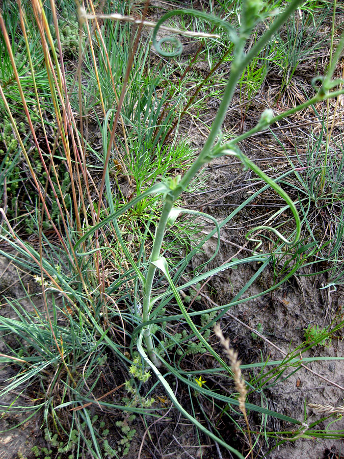 Изображение особи Tragopogon ucrainicus.