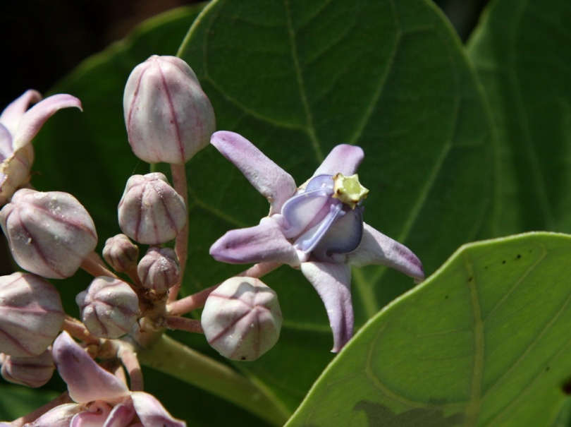 Image of Calotropis gigantea specimen.