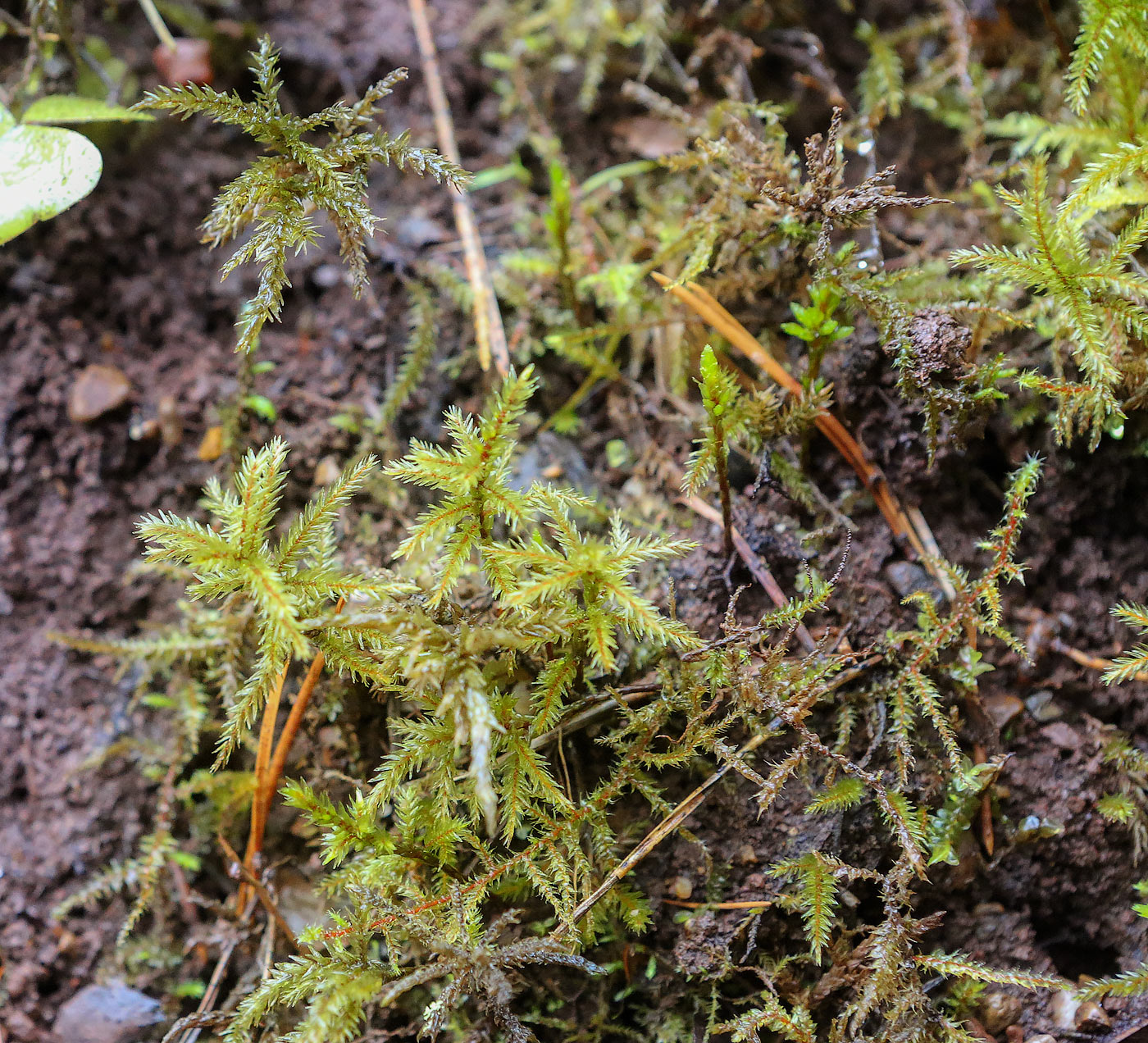 Image of Climacium dendroides specimen.