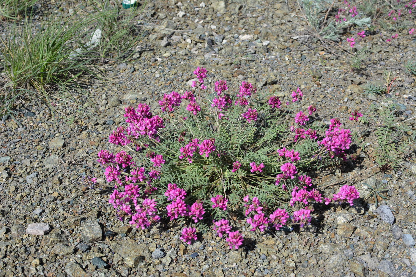 Изображение особи Oxytropis floribunda.