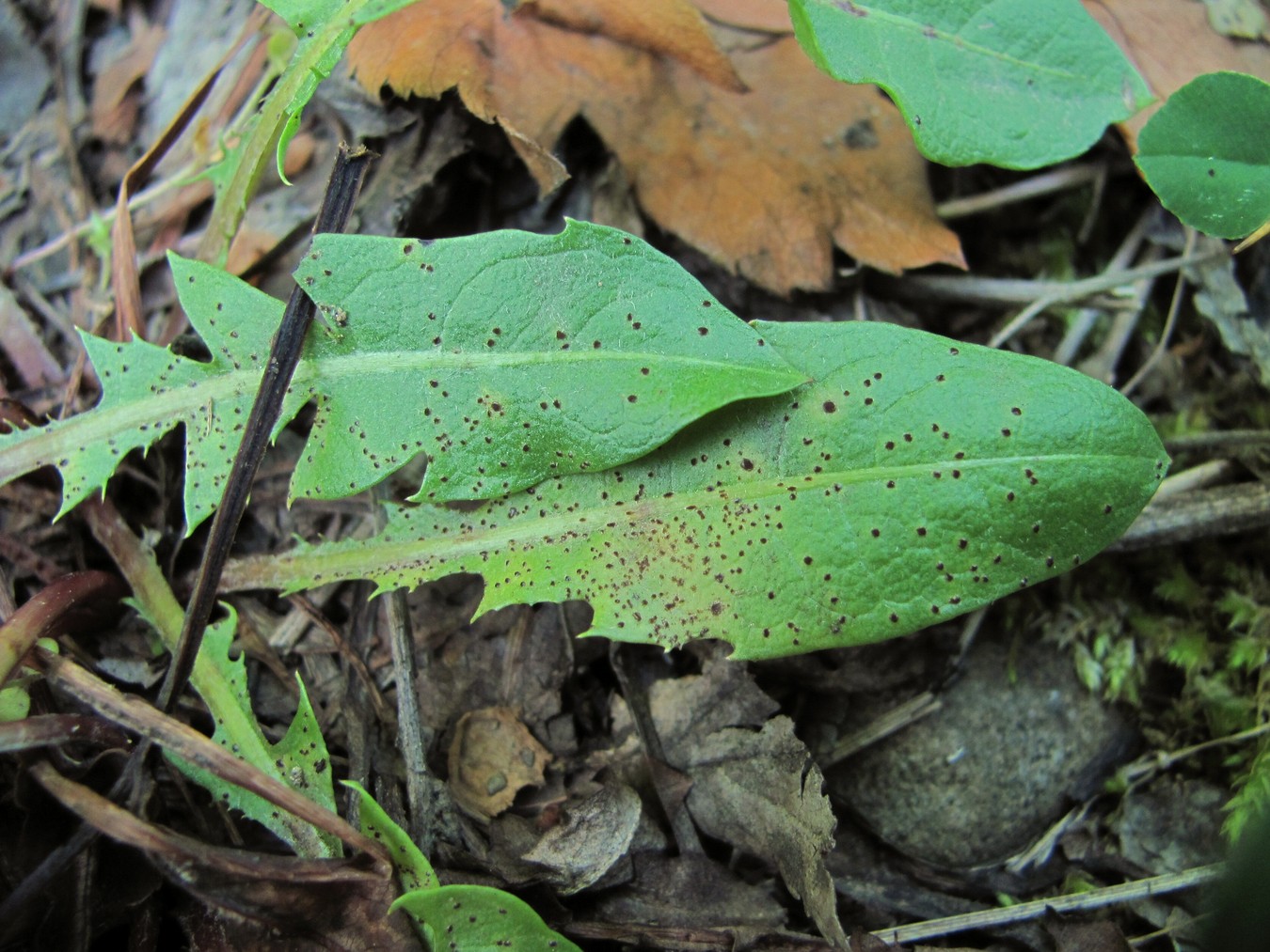 Image of genus Taraxacum specimen.