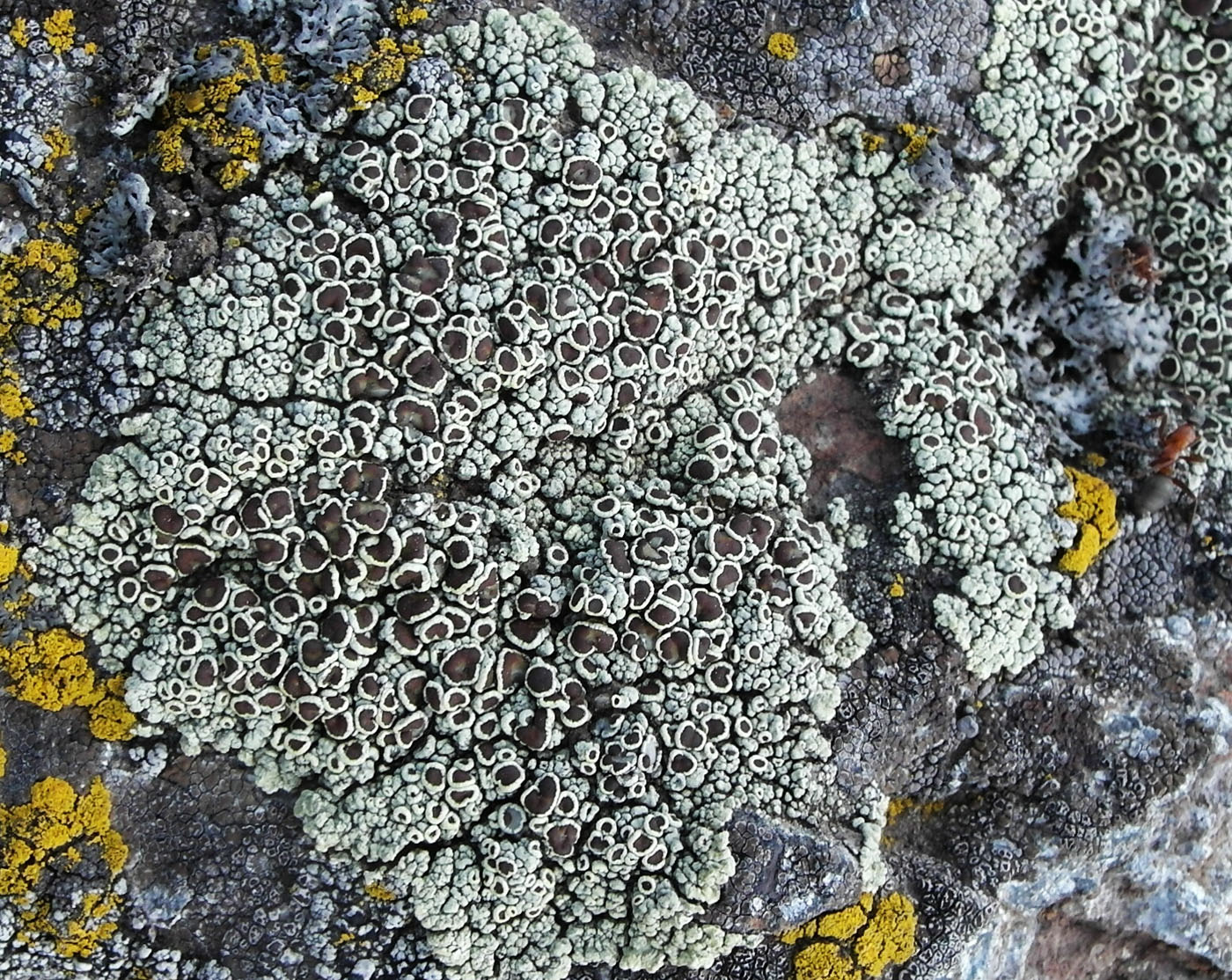 Изображение особи Lecanora argopholis.