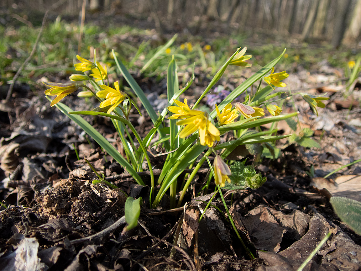 Изображение особи Gagea erubescens.