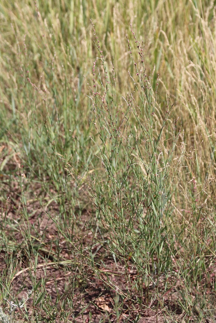 Изображение особи Polygonum patulum.