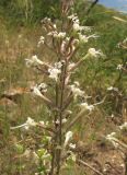 Silene viscosa. Верхушка соцветия. Кабардино-Балкария, Эльбрусский р-н, окр. с. Нейтрино, ок. 1850 м н.у.м., сухой каменистый склон. 08.07.2020.