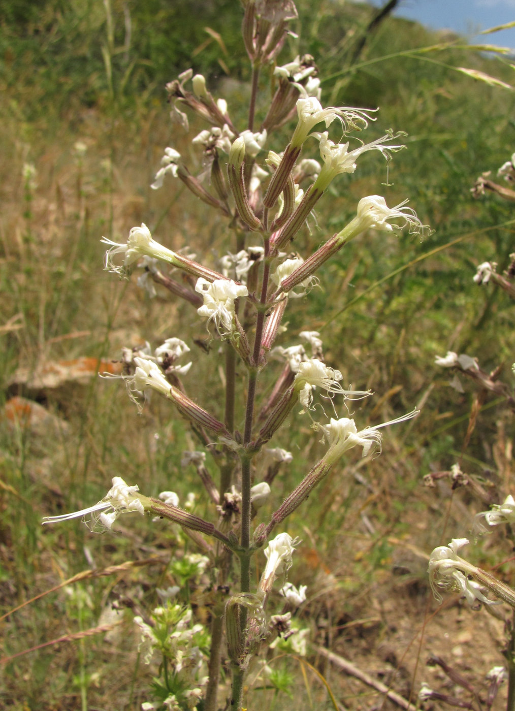 Image of Silene viscosa specimen.