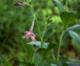 Nicotiana alata