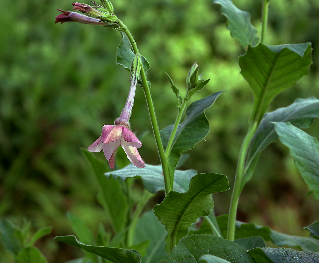 Изображение особи Nicotiana alata.