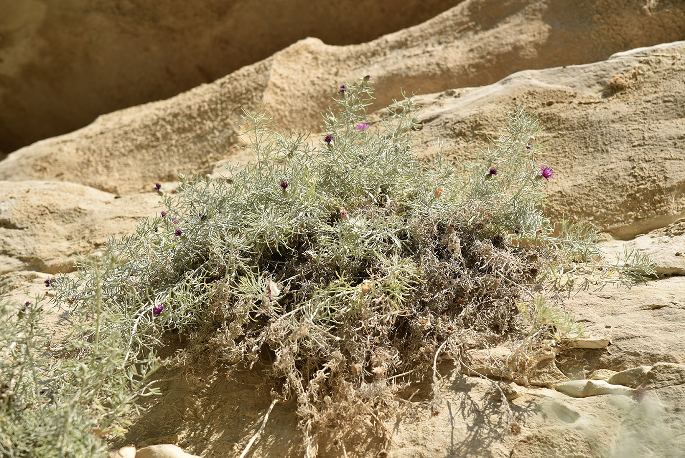 Image of Centaurea akamantis specimen.