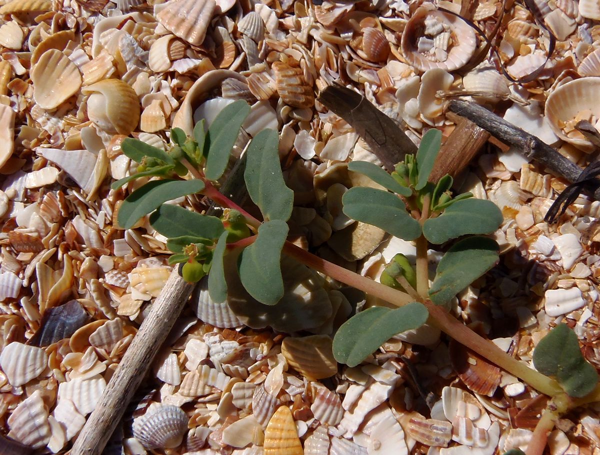 Изображение особи Euphorbia peplis.