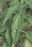 Urtica dioica