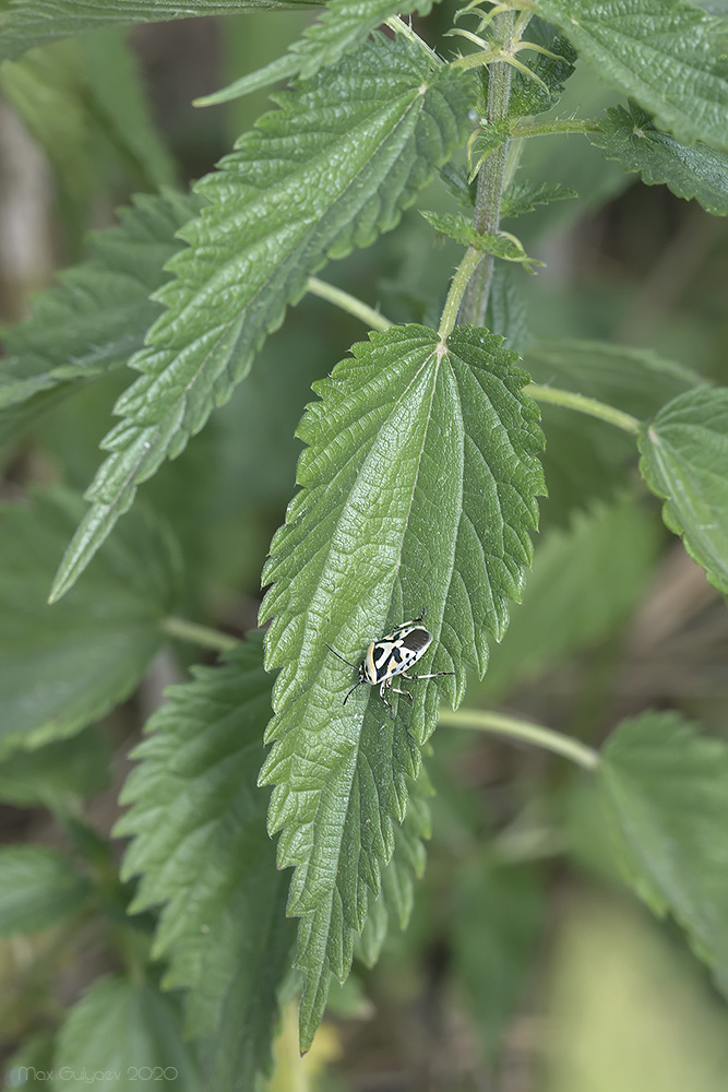 Image of Urtica dioica specimen.