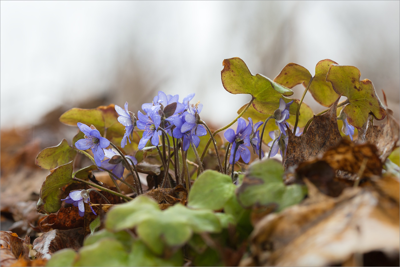 Image of Hepatica nobilis specimen.