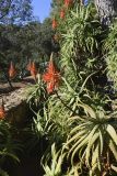 Aloe arborescens. Цветущие растения. Испания, автономное сообщество Каталония, провинция Жирона, комарка Баш-Эмпорда, муниципалитет Палафружель, ботанический сад \"Кап-Роч\". 09.12.2018.