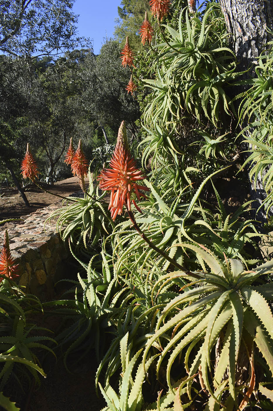 Image of Aloe arborescens specimen.