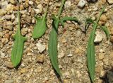 Rumex acetosella