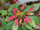 Euphorbia pulcherrima