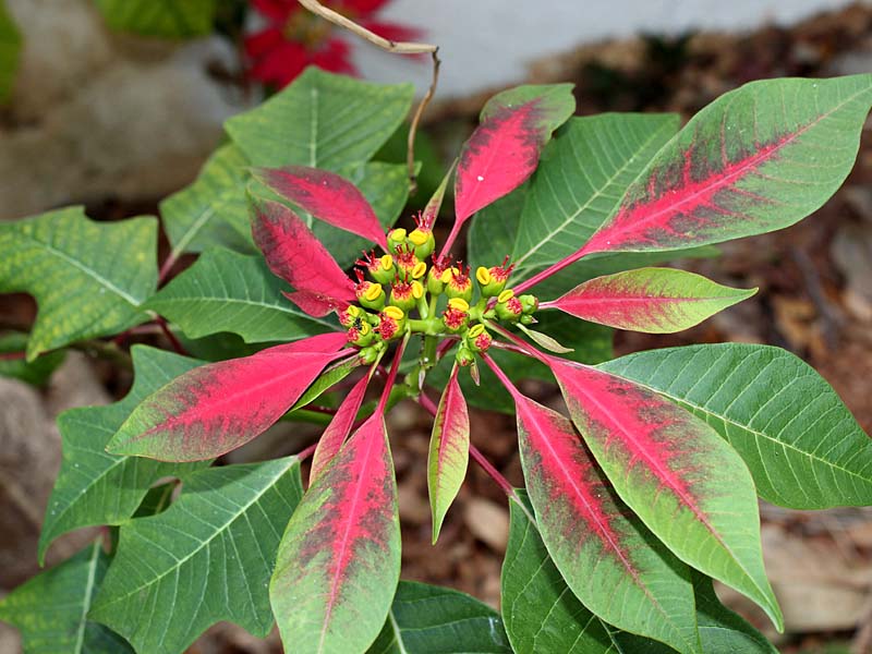 Image of Euphorbia pulcherrima specimen.