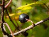 Frangula alnus. Часть веточки со зрелым плодом. Тверская обл., Кимрский р-н, окр. дер. Щёлково, в подлеске сосново-елового леса. 24.09.2020.